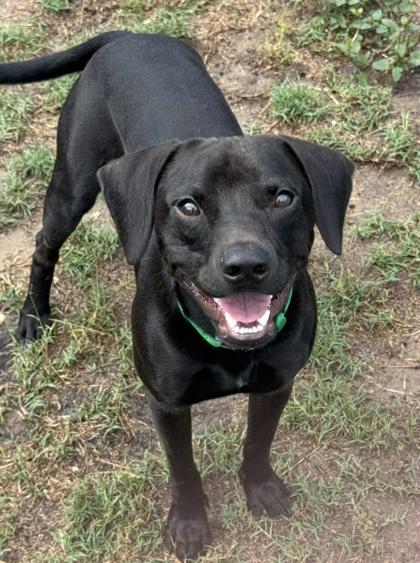 Rufus, ADOPTABLE, Young Male Labrador Retriever & Pointer.