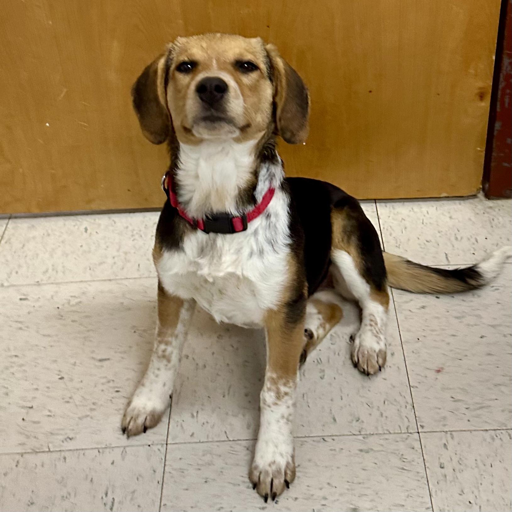 Enlarge Mitzi, a ADOPTABLE mixed breed in Maysville, KY image 4/5