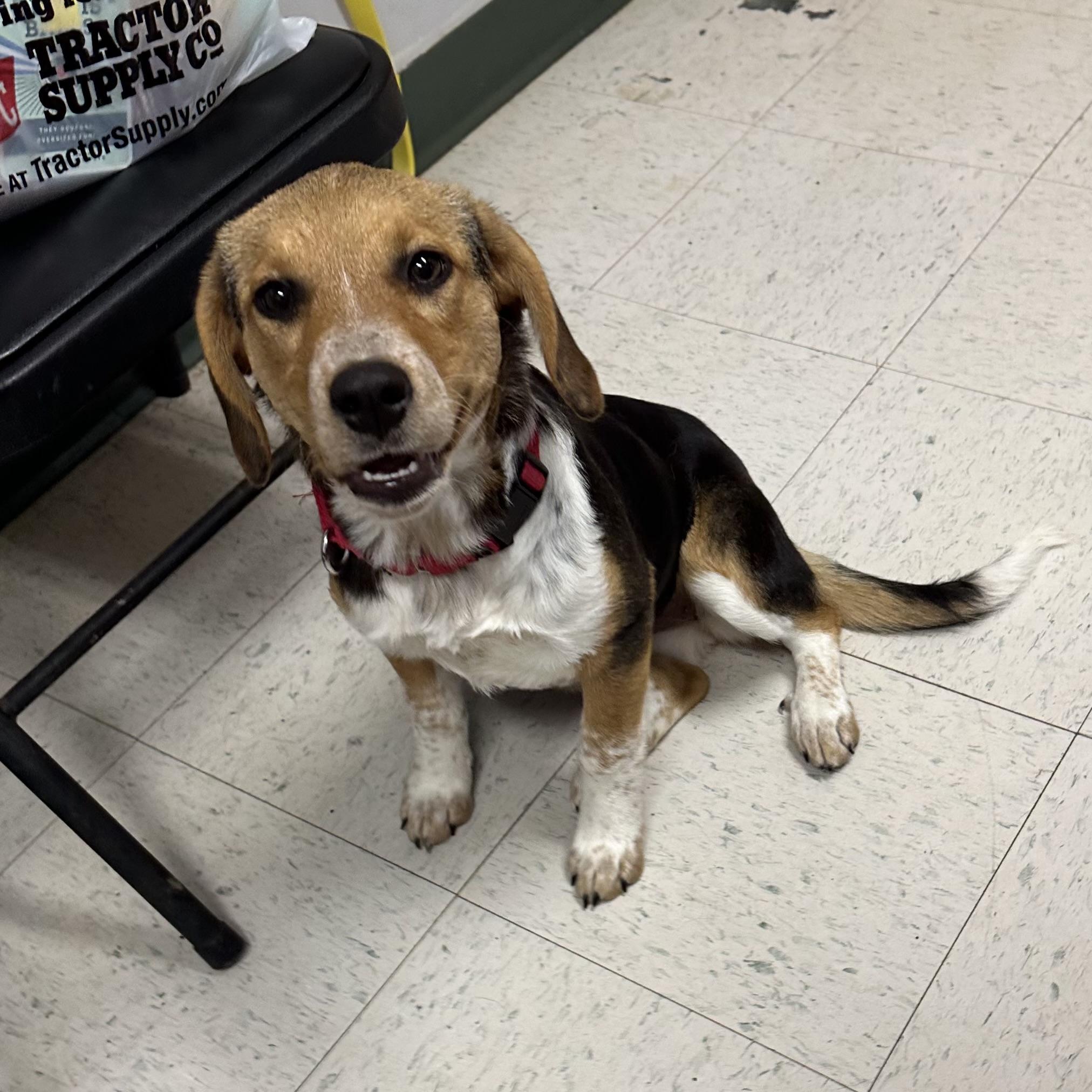 Enlarge Mitzi, a ADOPTABLE mixed breed in Maysville, KY image 3/5