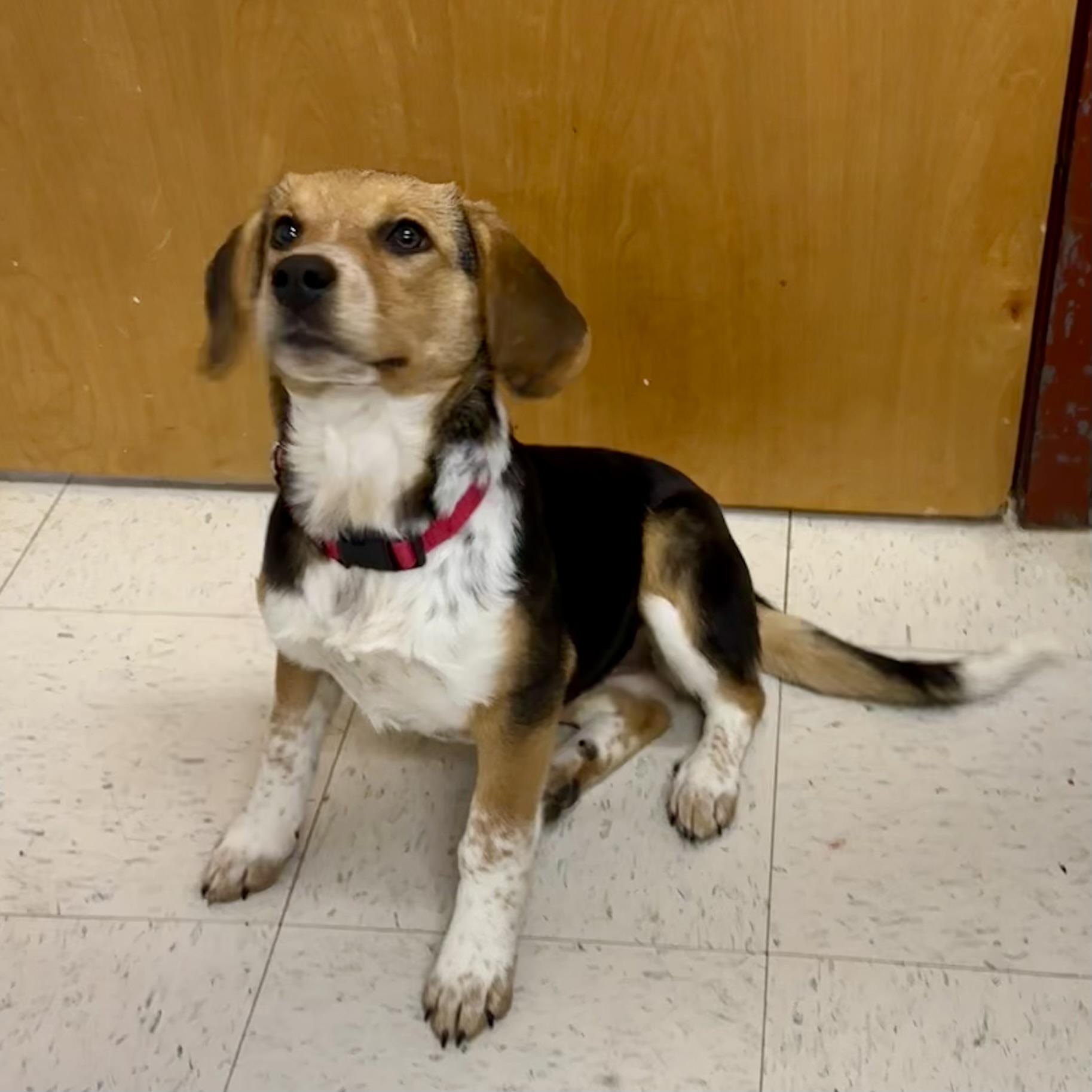 Enlarge Mitzi, a ADOPTABLE mixed breed in Maysville, KY image 5/5