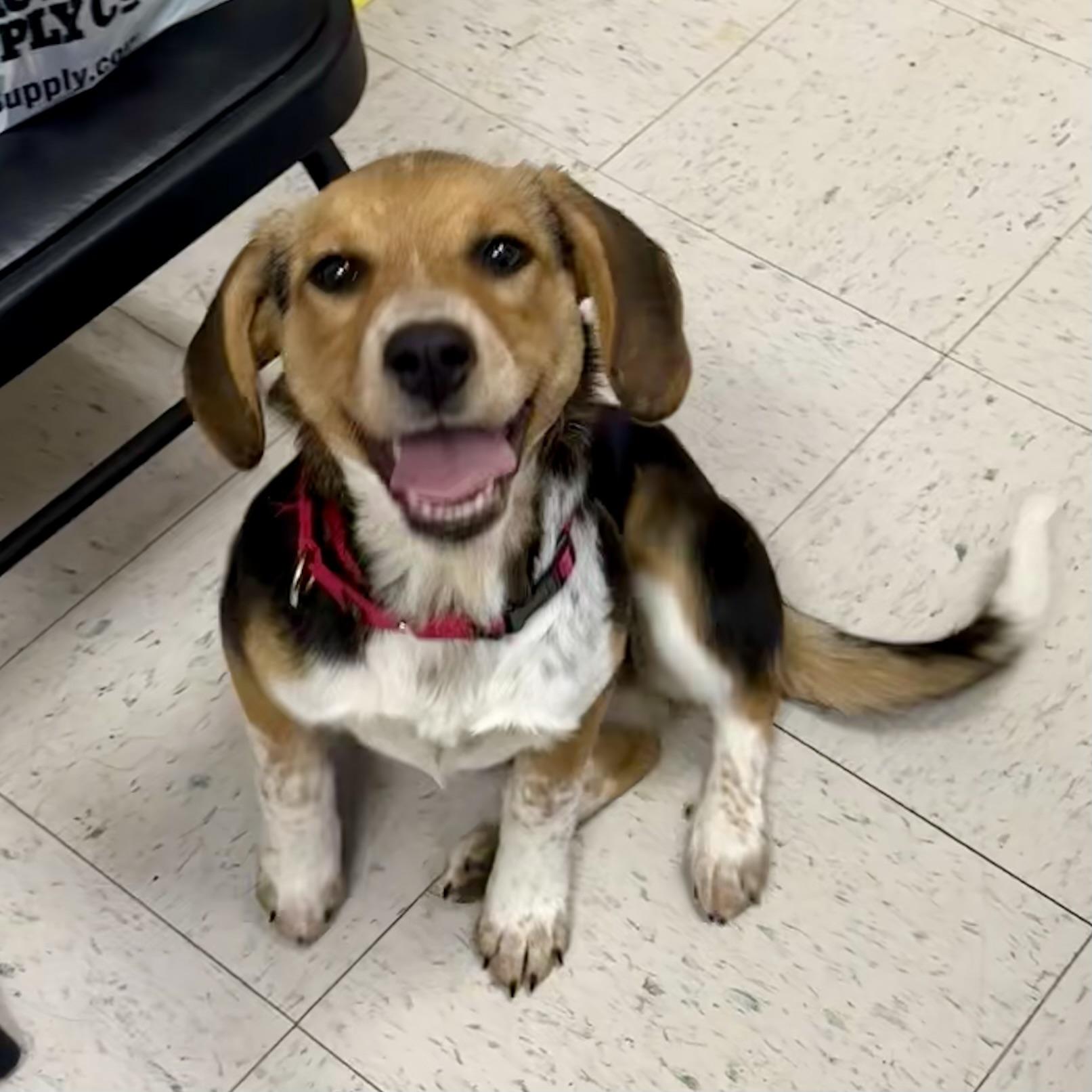 Mitzi, ADOPTABLE, Young Female Beagle.