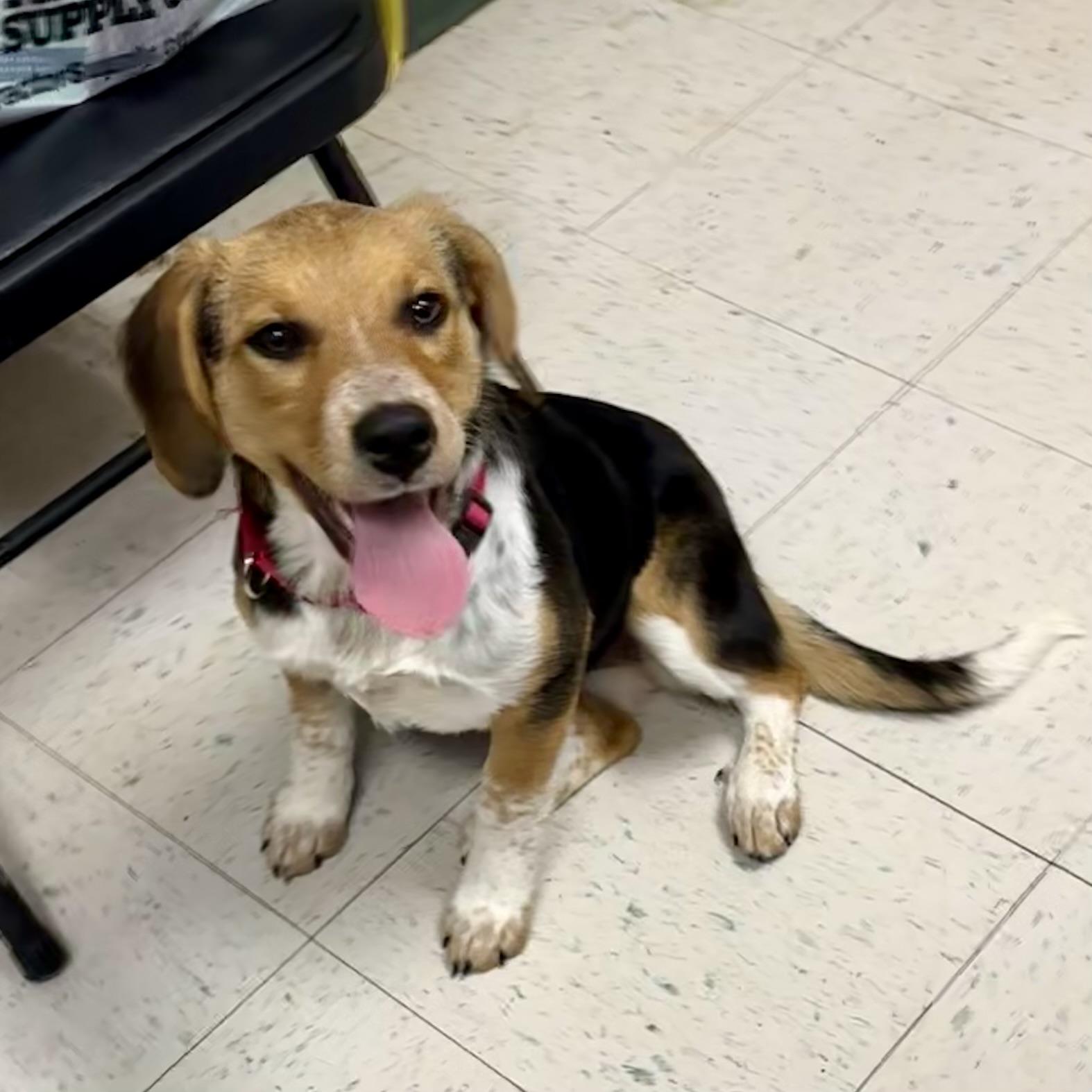 Enlarge Mitzi, a ADOPTABLE mixed breed in Maysville, KY image 2/5