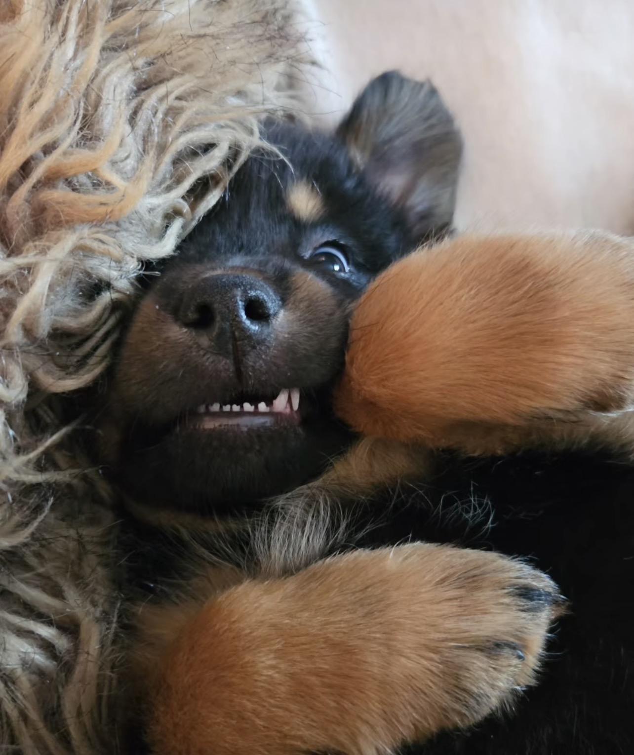 Enlarge Heidi, a ADOPTABLE mixed breed in Richmond, VA image 4/6