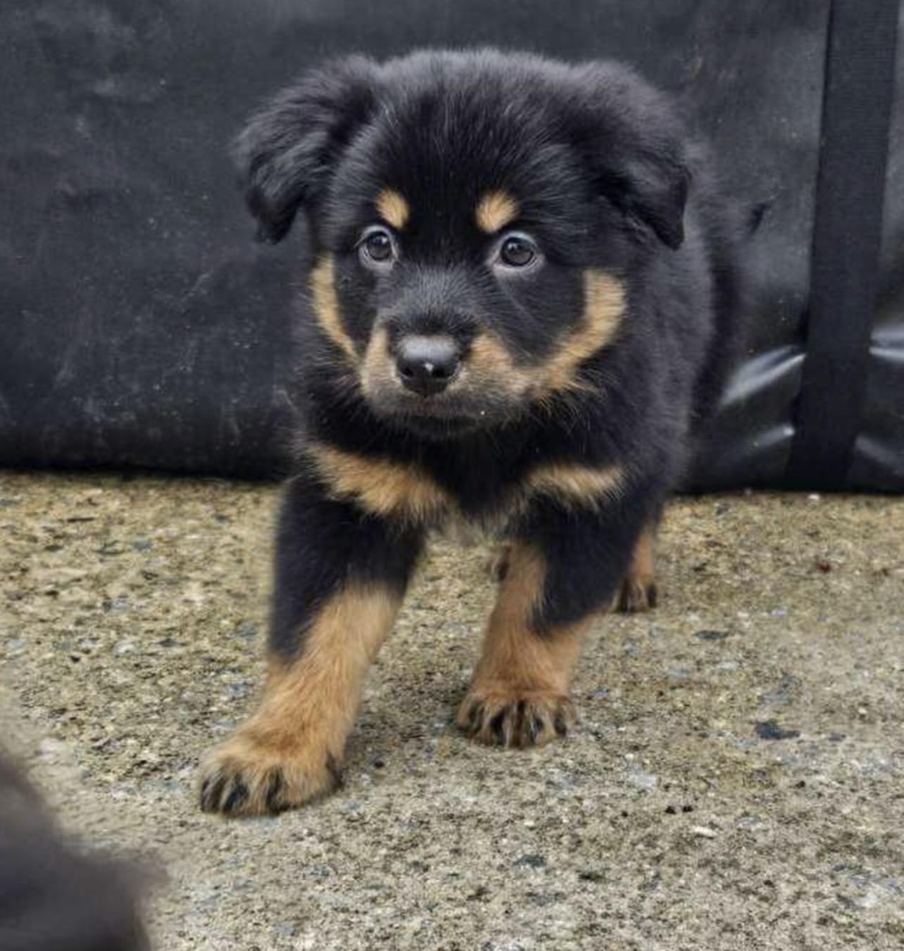 Enlarge Heidi, a ADOPTABLE mixed breed in Richmond, VA image 5/6