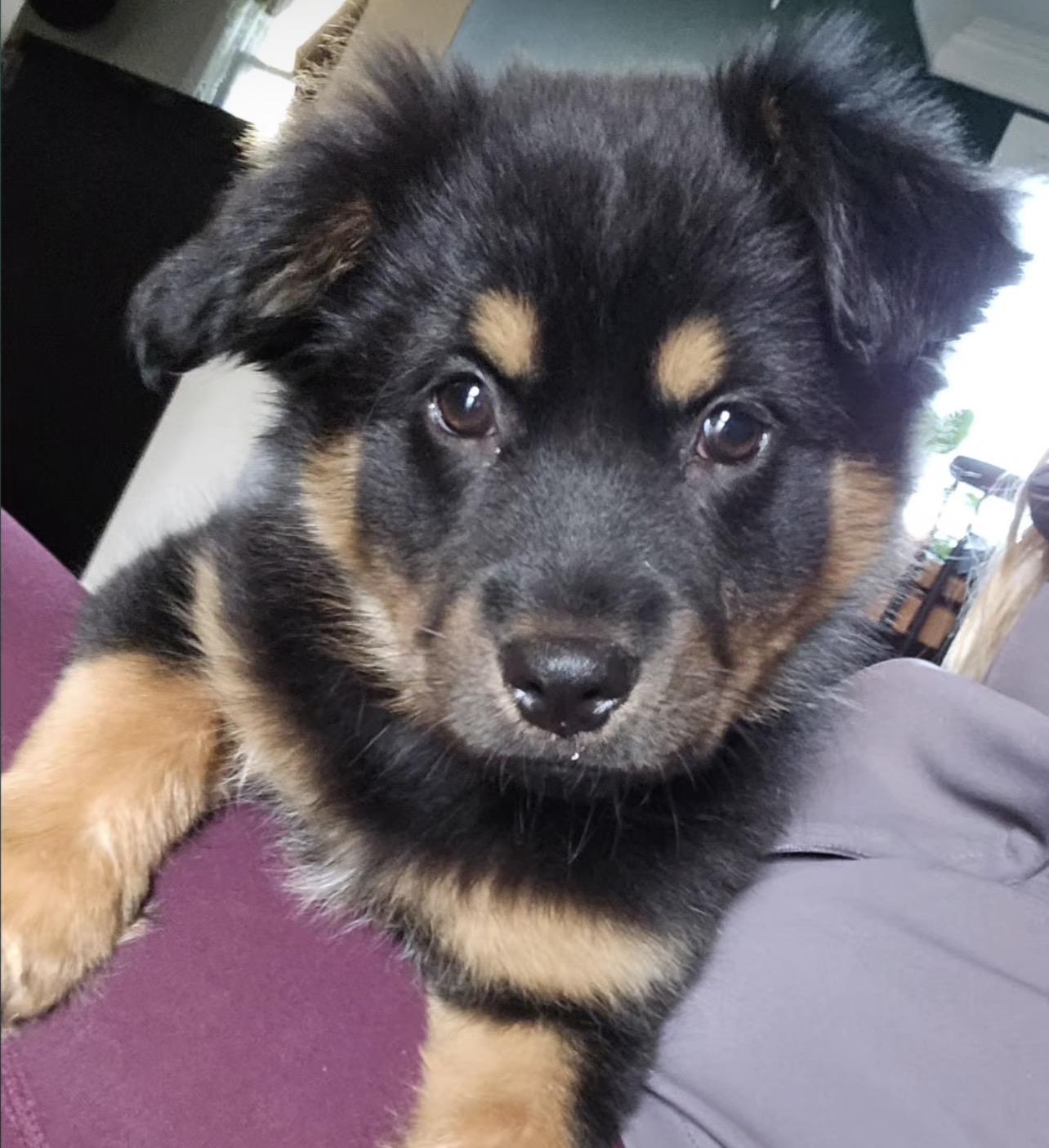 Enlarge Heidi, a ADOPTABLE mixed breed in Richmond, VA image 6/6