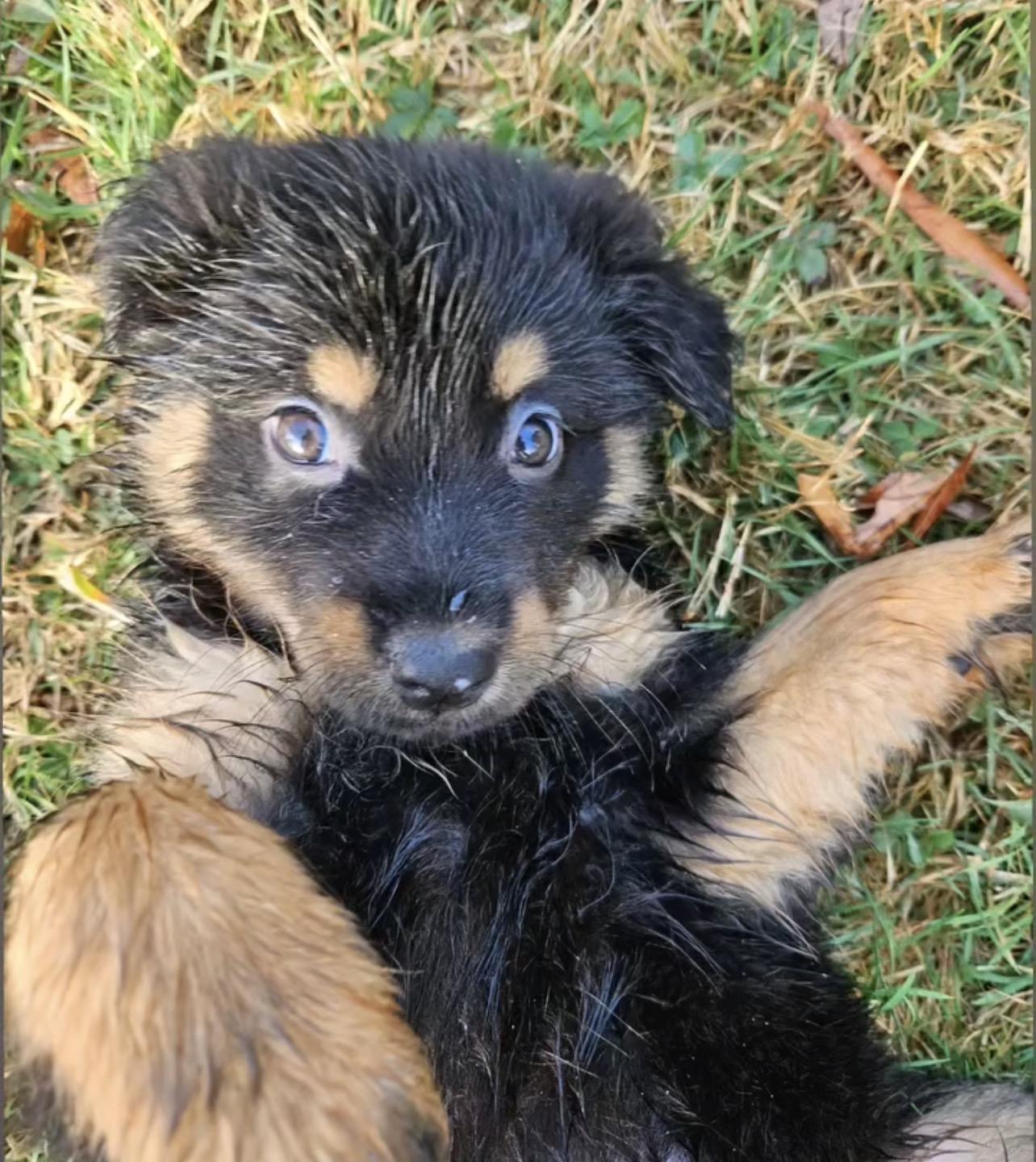 Enlarge Heidi, a ADOPTABLE mixed breed in Richmond, VA image 3/6