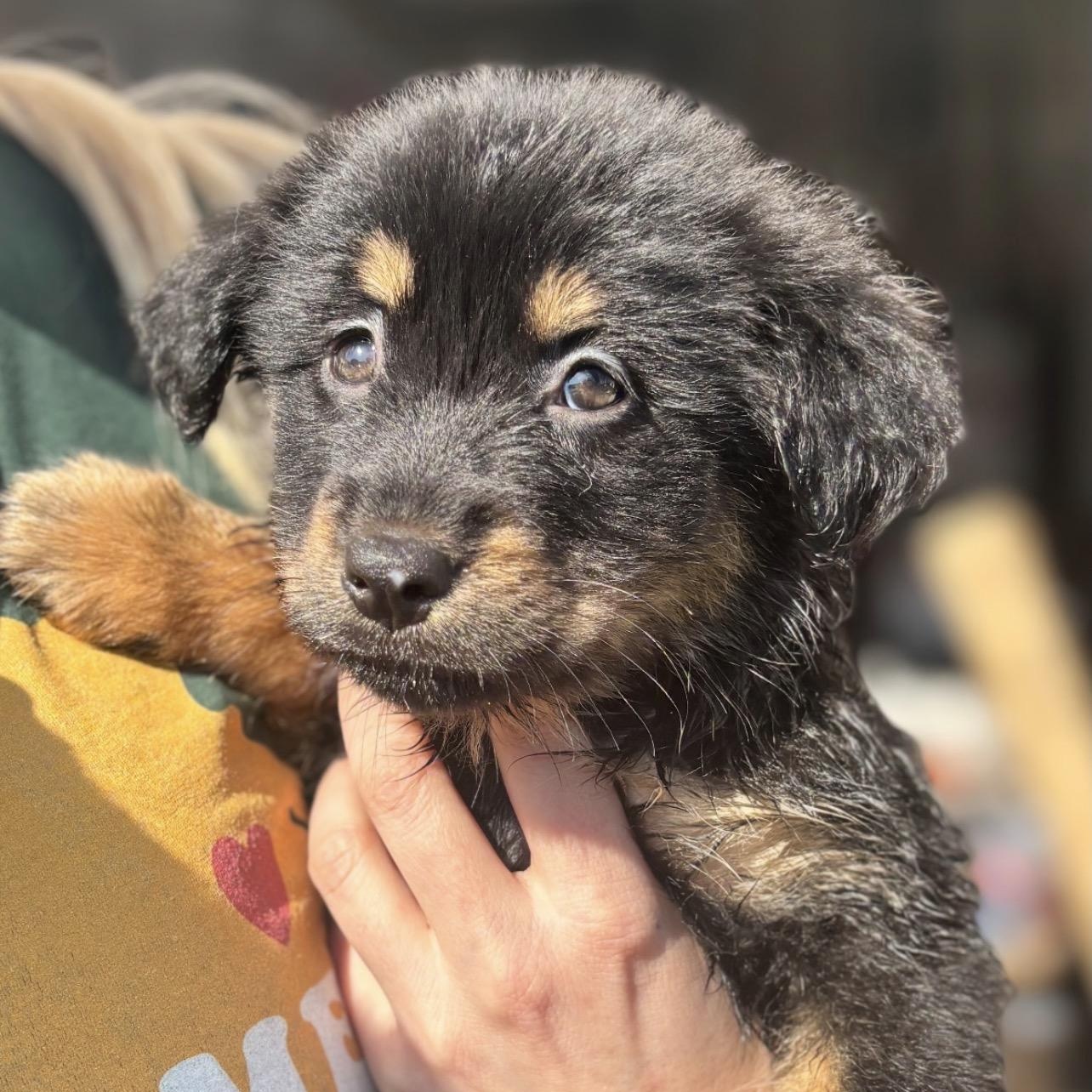 Enlarge Heidi, a ADOPTABLE mixed breed in Richmond, VA image 1/6