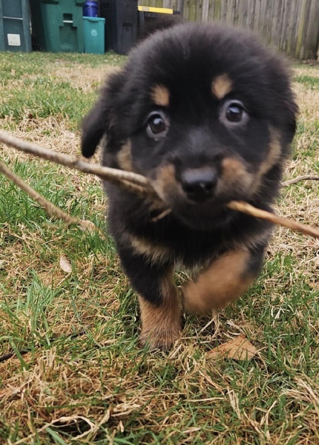 Enlarge Heidi, a ADOPTABLE mixed breed in Richmond, VA image 2/6