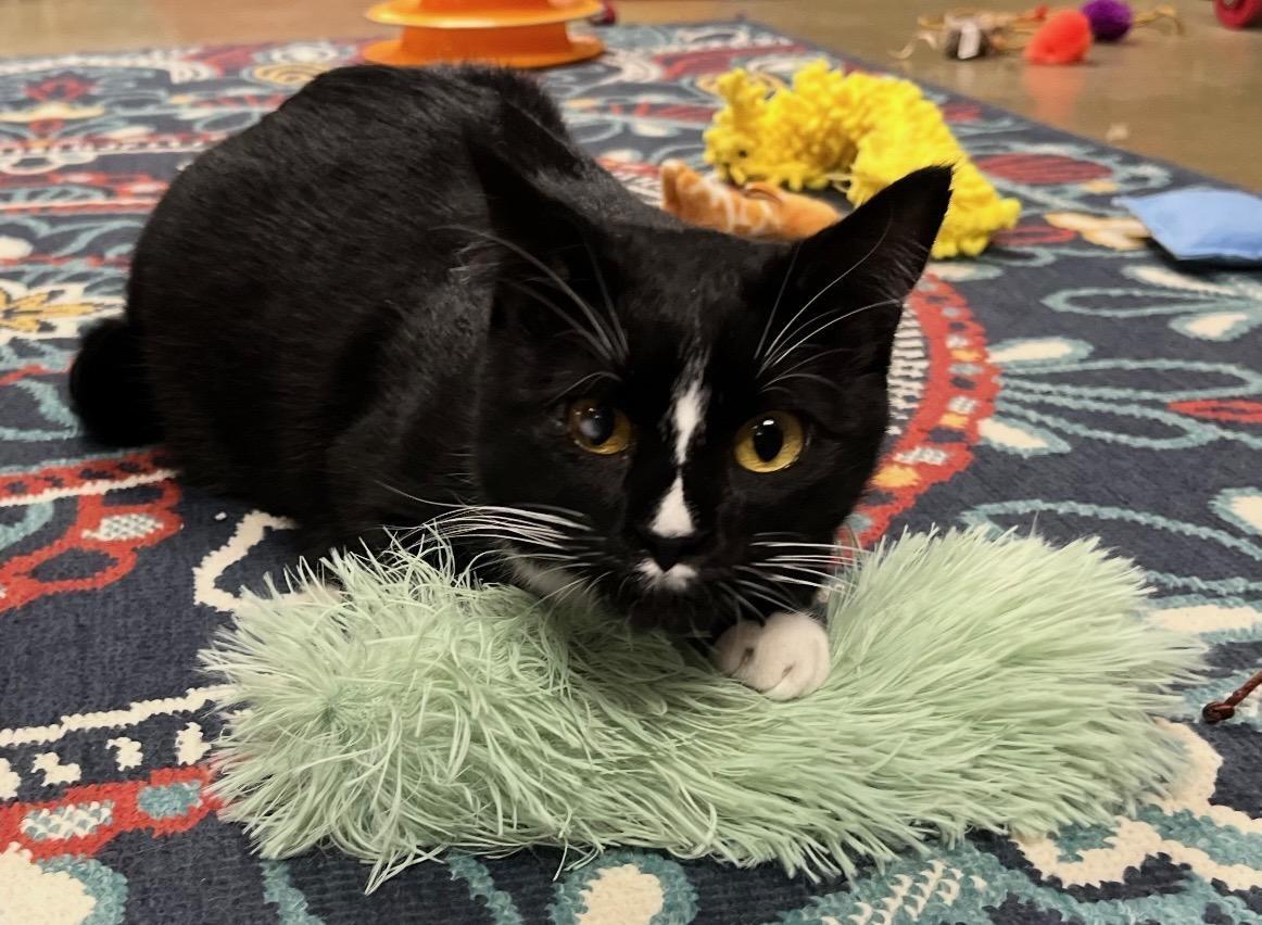 Enlarge Gia , a Adoptable Tuxedo in Hillsboro, TX image 1/6