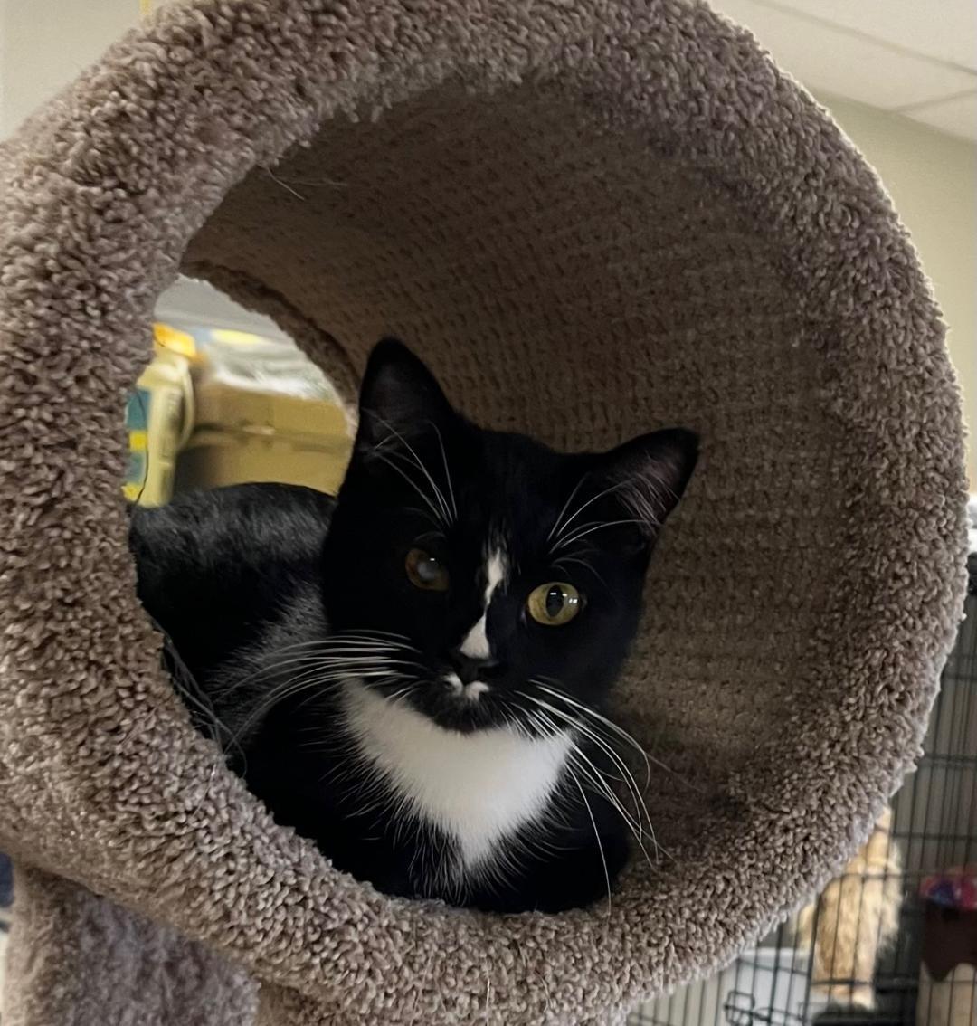 Enlarge Gia , a Adoptable Tuxedo in Hillsboro, TX image 5/6