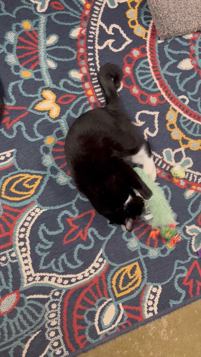 Enlarge Gia , a Adoptable Tuxedo in Hillsboro, TX video 6/6