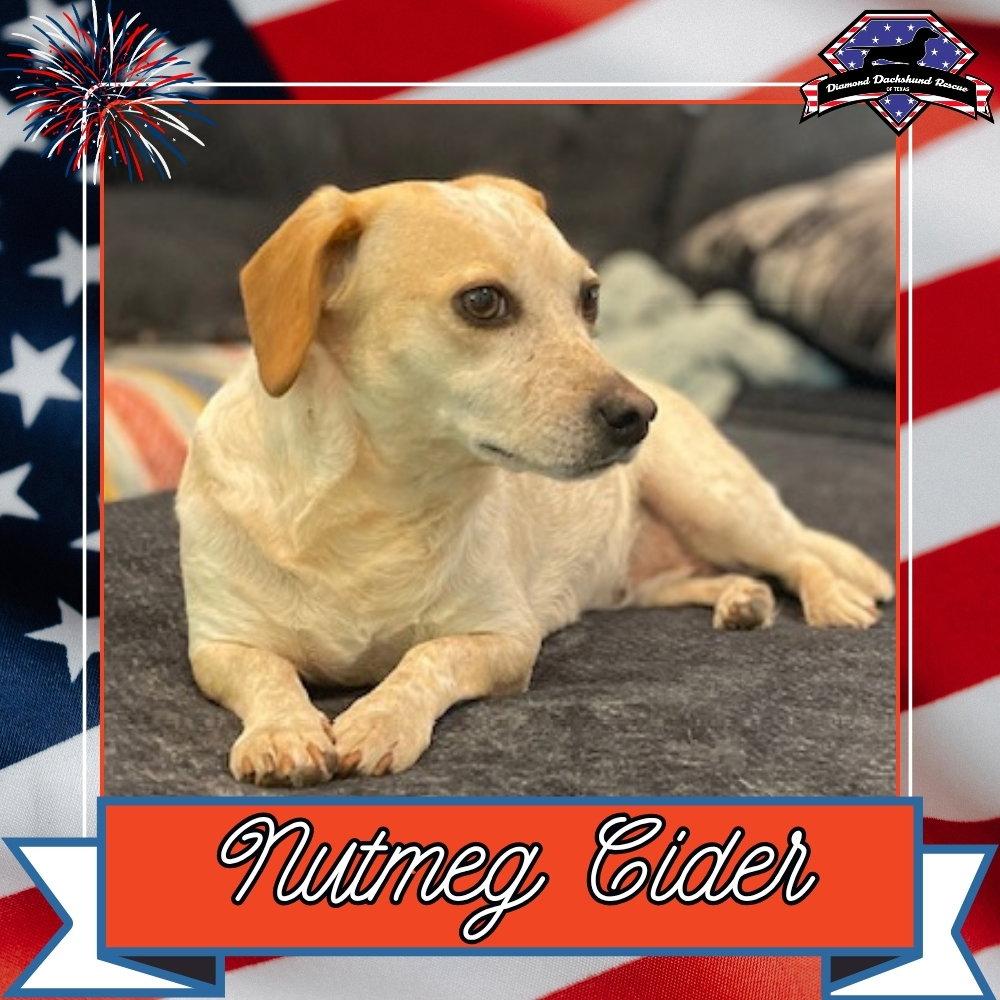 Nutmeg Cider, Adopted, Adult Female Dachshund.