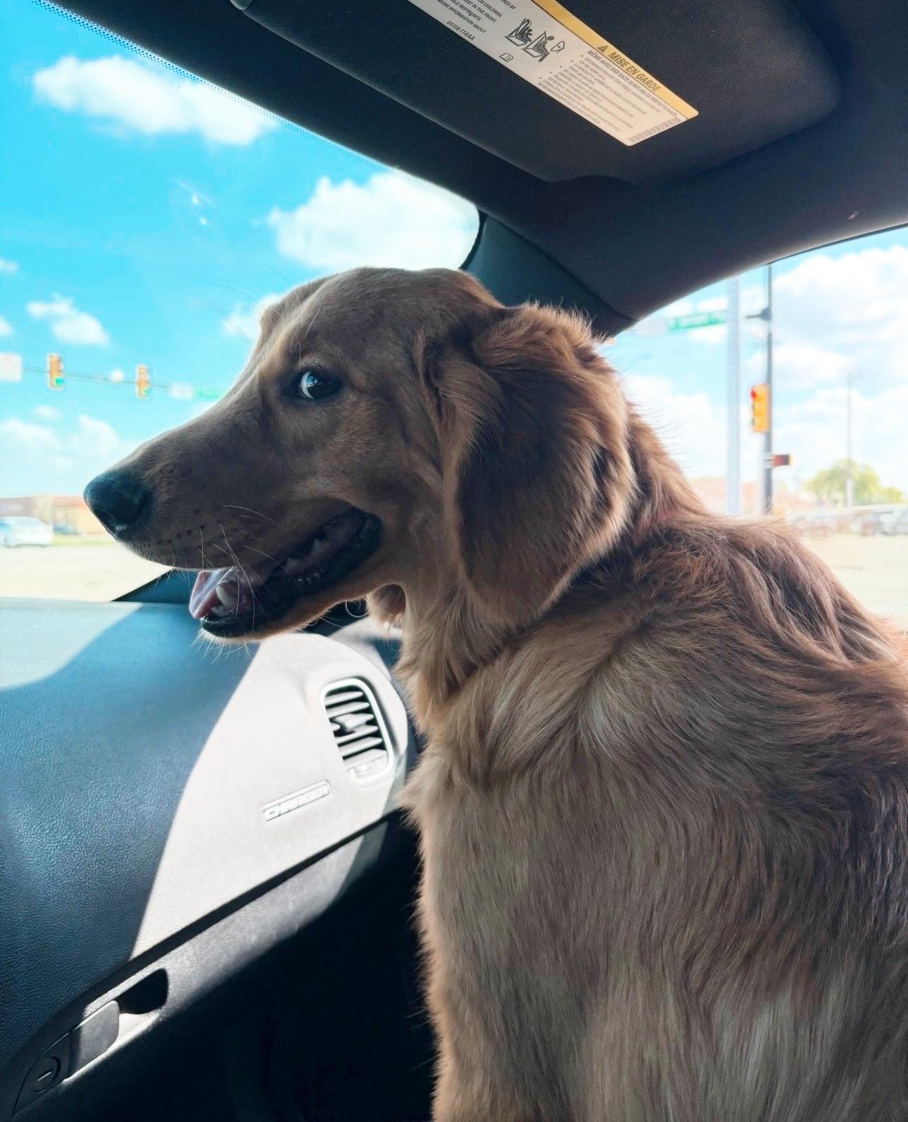 Enlarge Rocky, a ADOPTABLE Golden Retriever in Athens, TX image 4/5