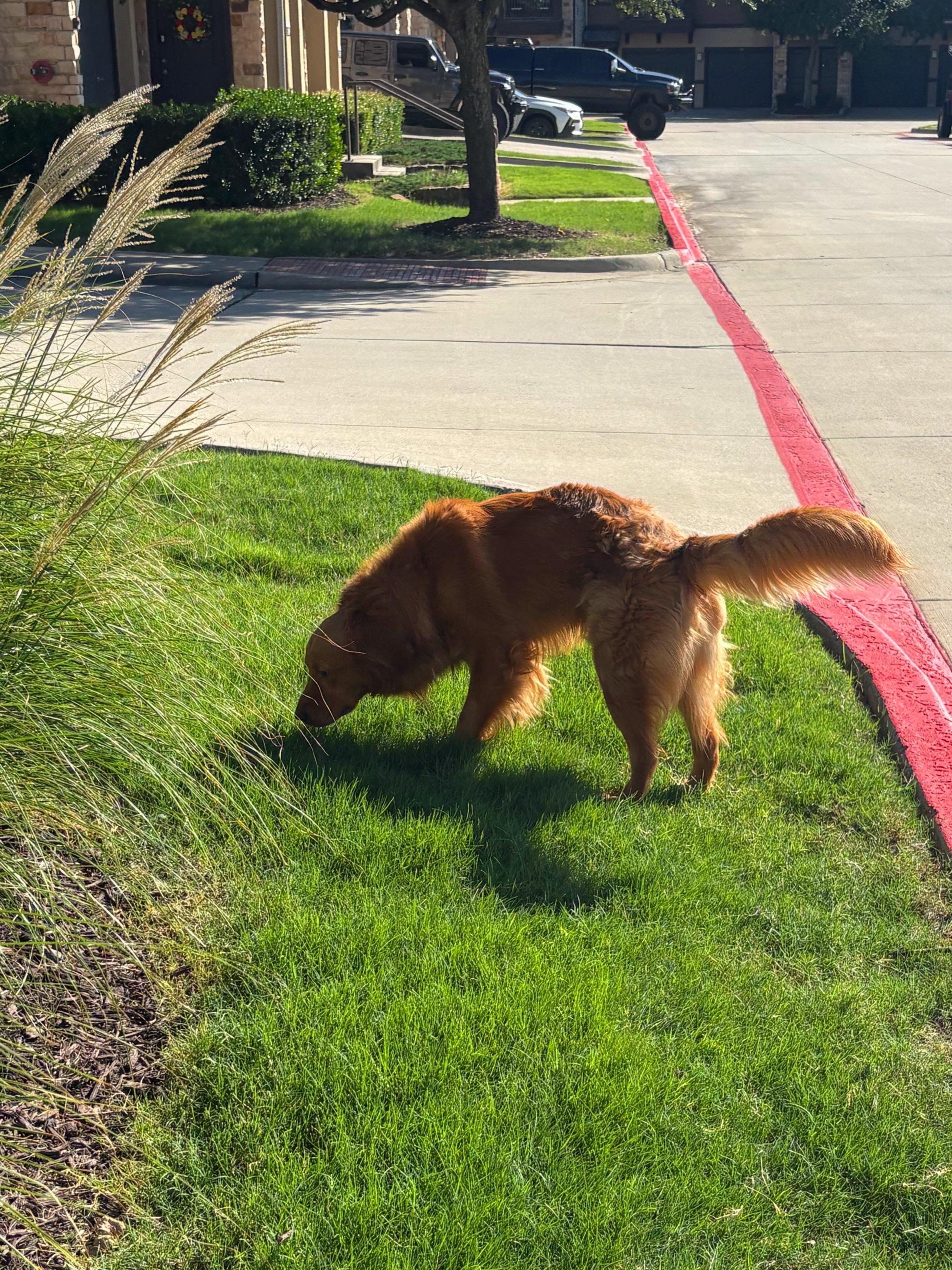 Enlarge Rocky, a ADOPTABLE Golden Retriever in Athens, TX image 5/5