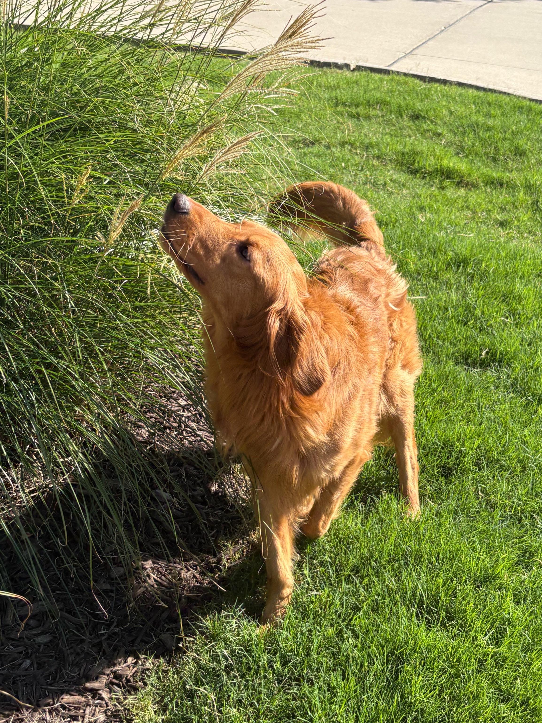 Enlarge Rocky, a ADOPTABLE Golden Retriever in Athens, TX image 2/5