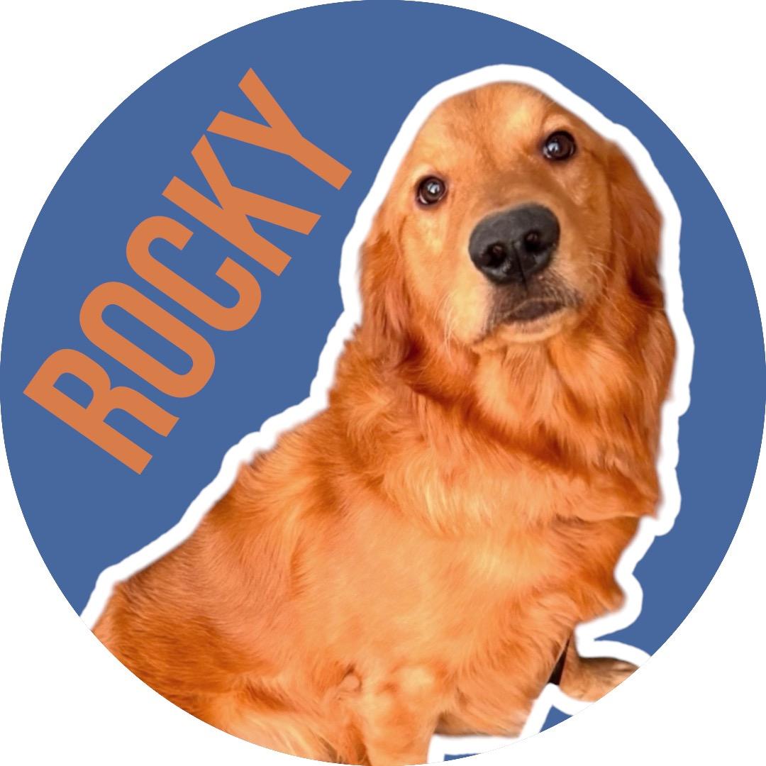 Rocky, ADOPTABLE, Adult Male Golden Retriever.