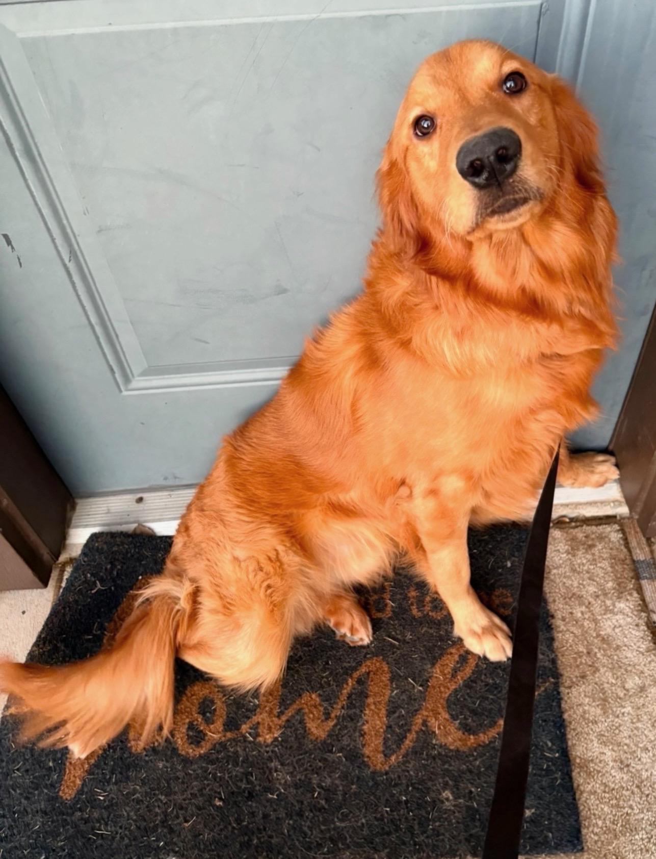 Enlarge Rocky, a ADOPTABLE Golden Retriever in Athens, TX image 3/5
