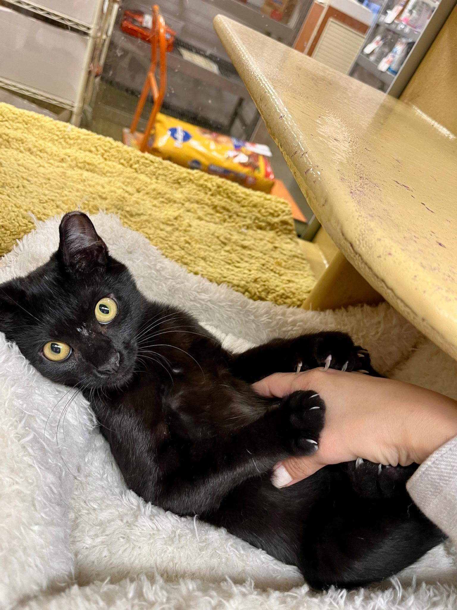Enlarge Felix & Lila (bonded pair), a Adoptable Domestic Short Hair in Long Beach, CA image 3/4