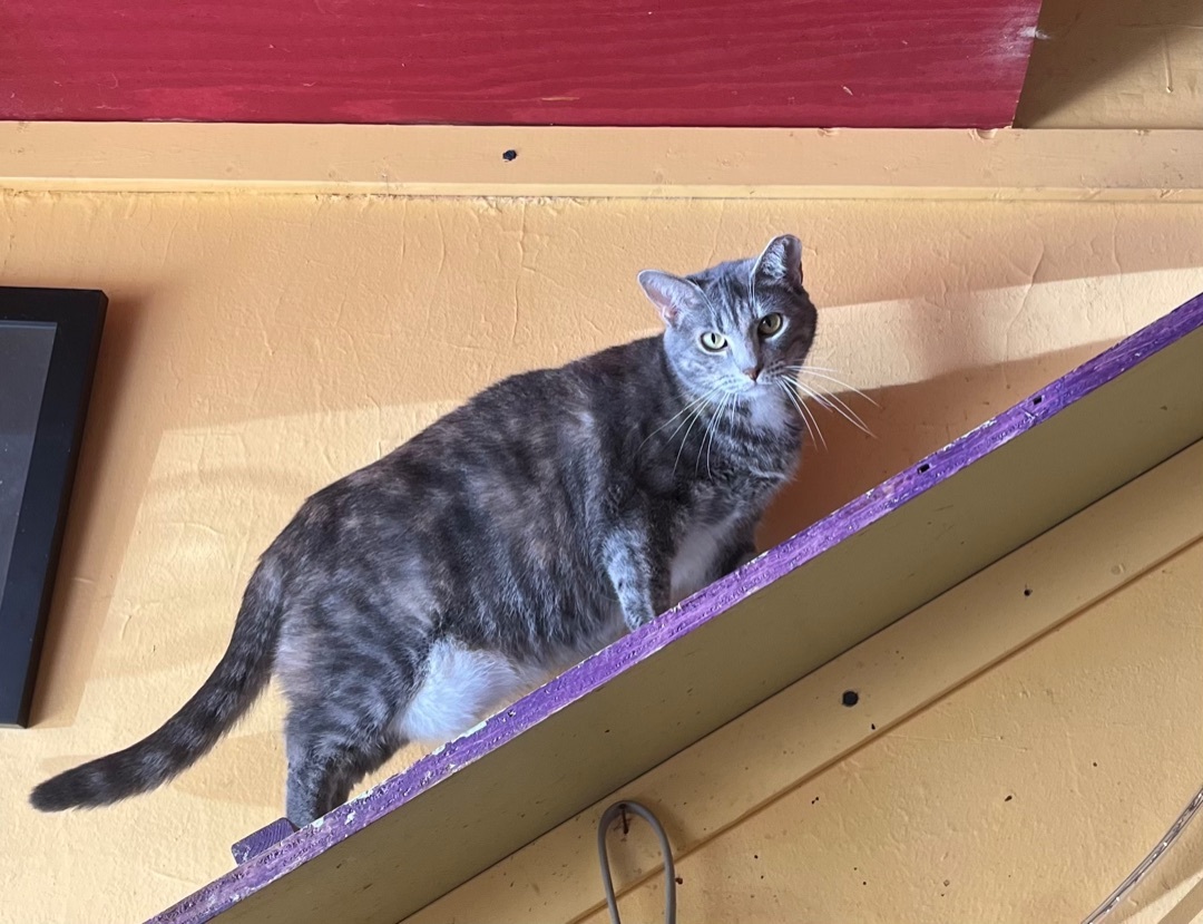 Sahara, a Adoptable Tabby in Memphis, TN image 1/4