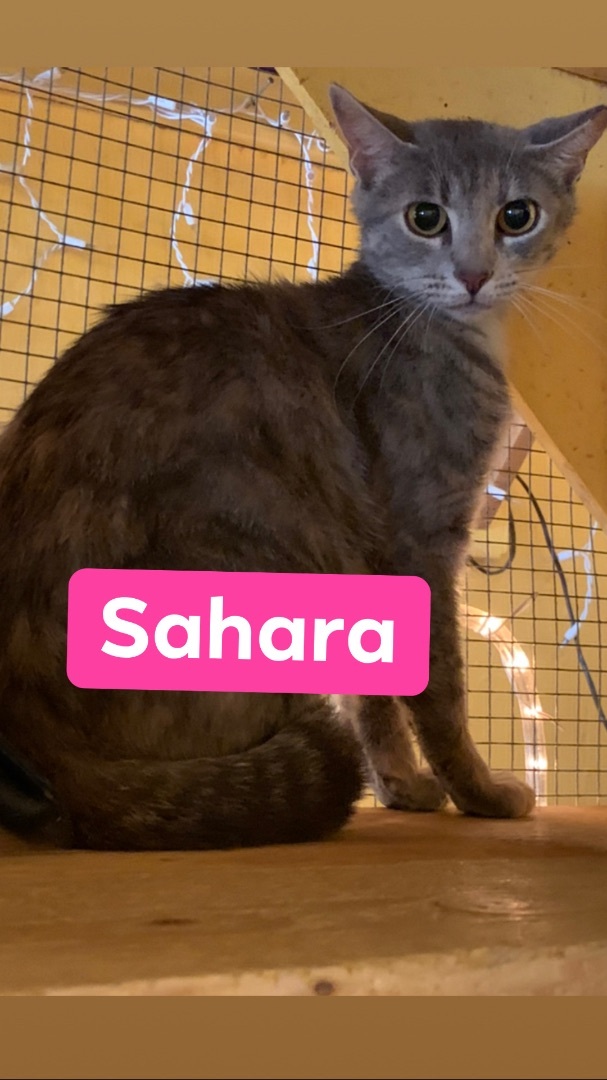 Sahara, a Adoptable Tabby in Memphis, TN image 2/4