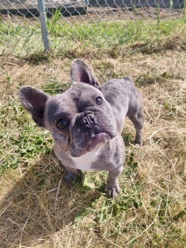 Enlarge Mister Smokey, a Adoptable mixed breed in McMinnville, OR image 1/1