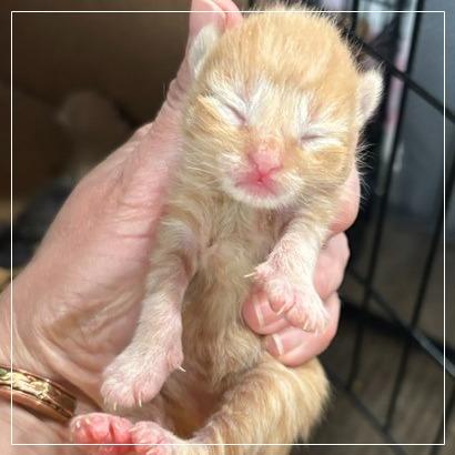 Bowser, a Adoptable Domestic Short Hair in Archbold , OH image 1/2
