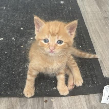 Bowser, a Adoptable Domestic Short Hair in Archbold , OH image 2/2