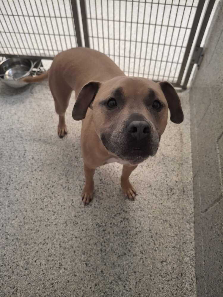 Enlarge Maxwell, a Adoptable mixed breed in Bowling Green, OH image 1/3