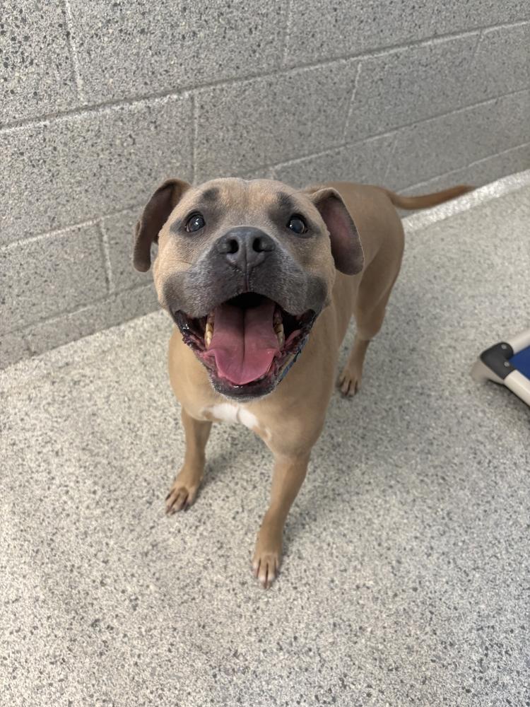 Enlarge Maxwell, a Adoptable mixed breed in Bowling Green, OH image 2/3
