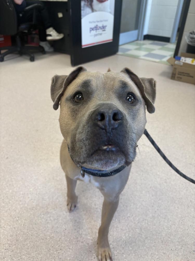 Enlarge Maxwell, a Adoptable mixed breed in Bowling Green, OH image 3/3