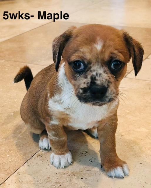 Puppy Maple Girl - So Ca — thumbnail 2