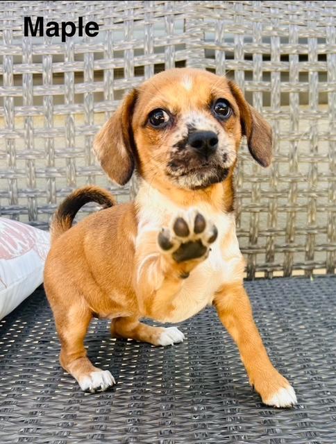 Puppy Maple Girl - So Ca — thumbnail 3