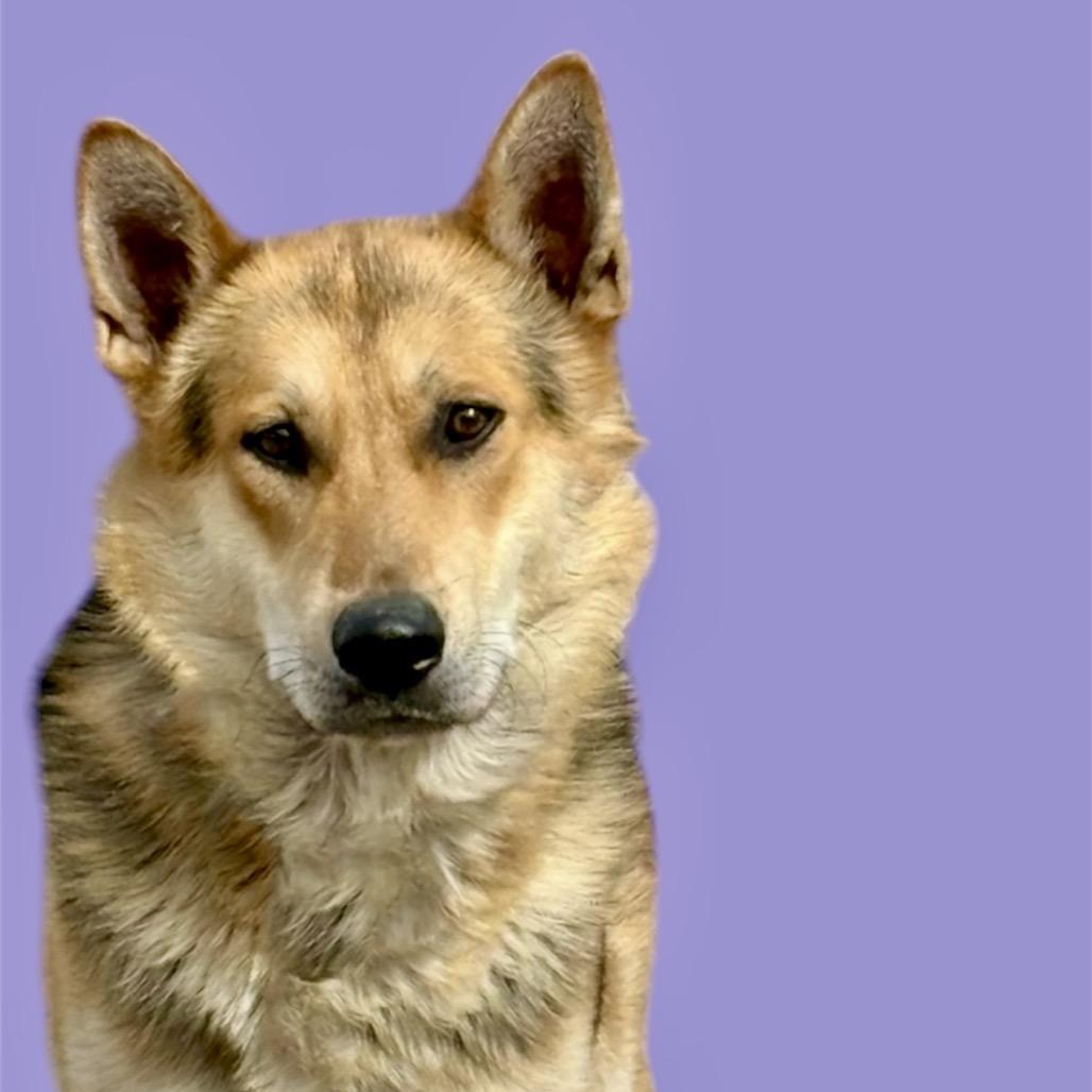 Tony, a Adoptable mixed breed in Scottsdale, AZ image 1/2