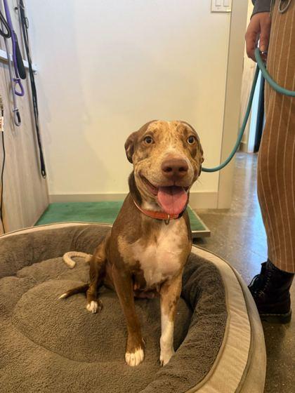 Jewel (In Foster), Adoptable, Young Female Catahoula Leopard Dog & Mixed Breed.