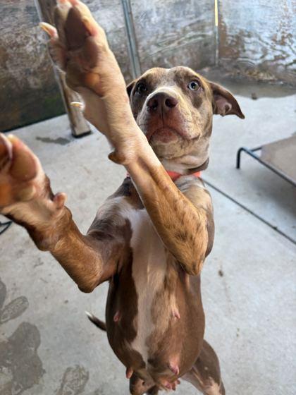 Enlarge Jewel (In Foster), a Adoptable mixed breed in Louisville, KY image 3/3