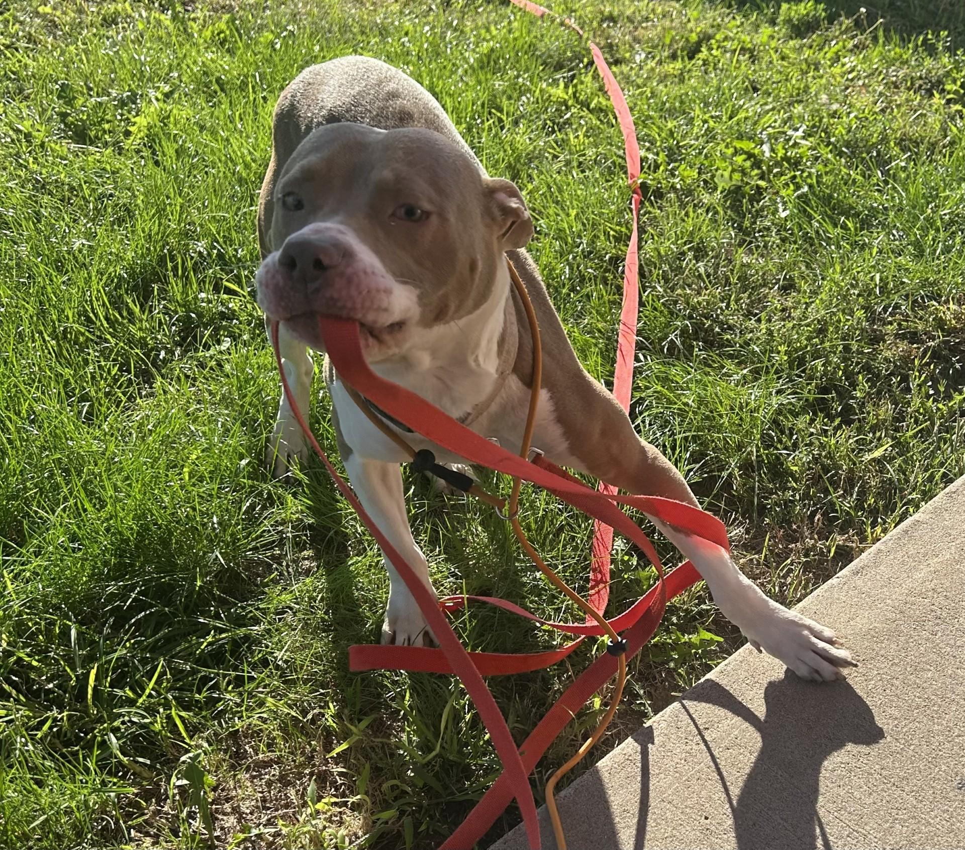 Enlarge ROCKY, a Adopted Pit Bull Terrier in North Kansas City, MO image 2/3
