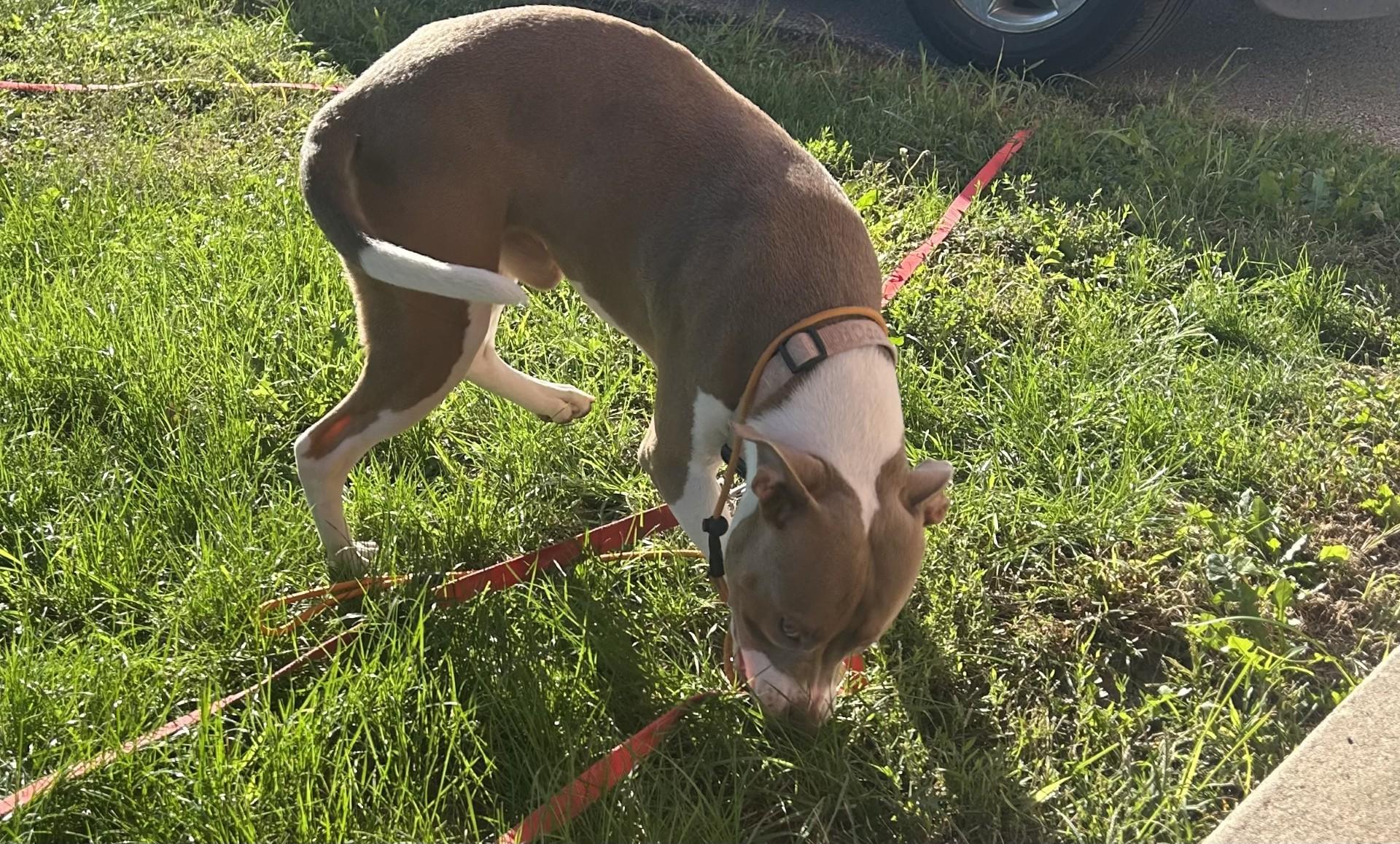Enlarge ROCKY, a Adopted Pit Bull Terrier in North Kansas City, MO image 1/3