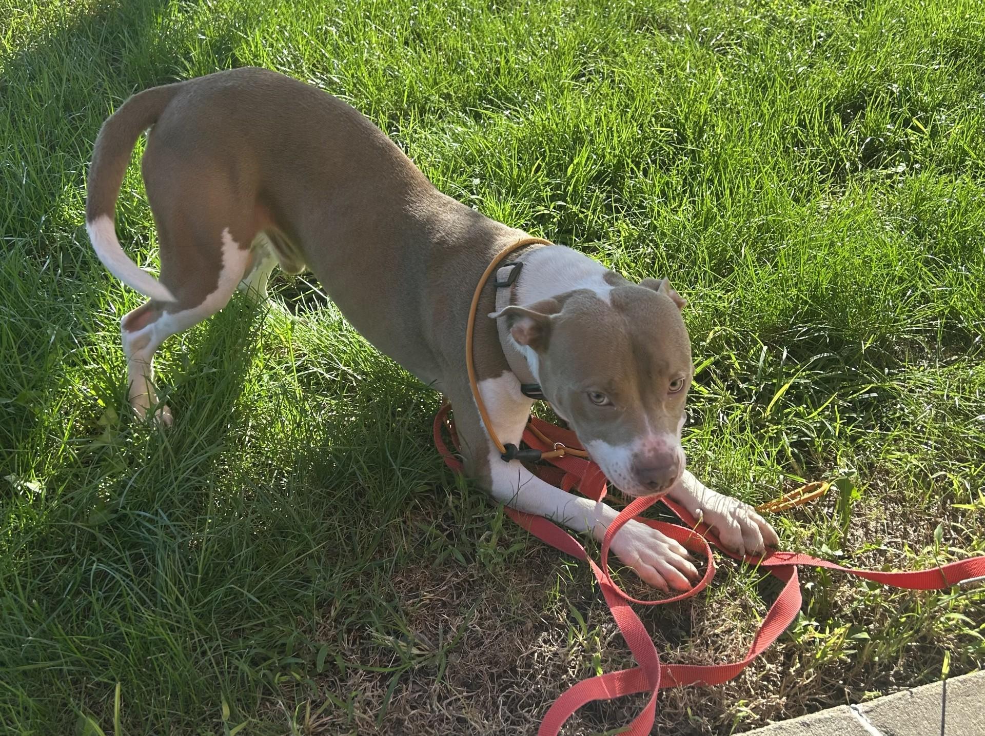 Enlarge ROCKY, a Adopted Pit Bull Terrier in North Kansas City, MO image 3/3