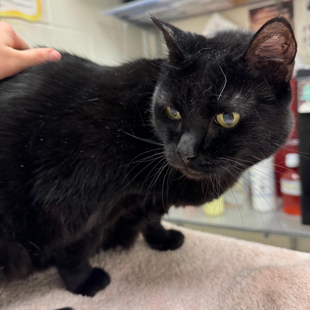 Enlarge Mavis, a Adoptable Domestic Short Hair in Murray, UT image 1/3