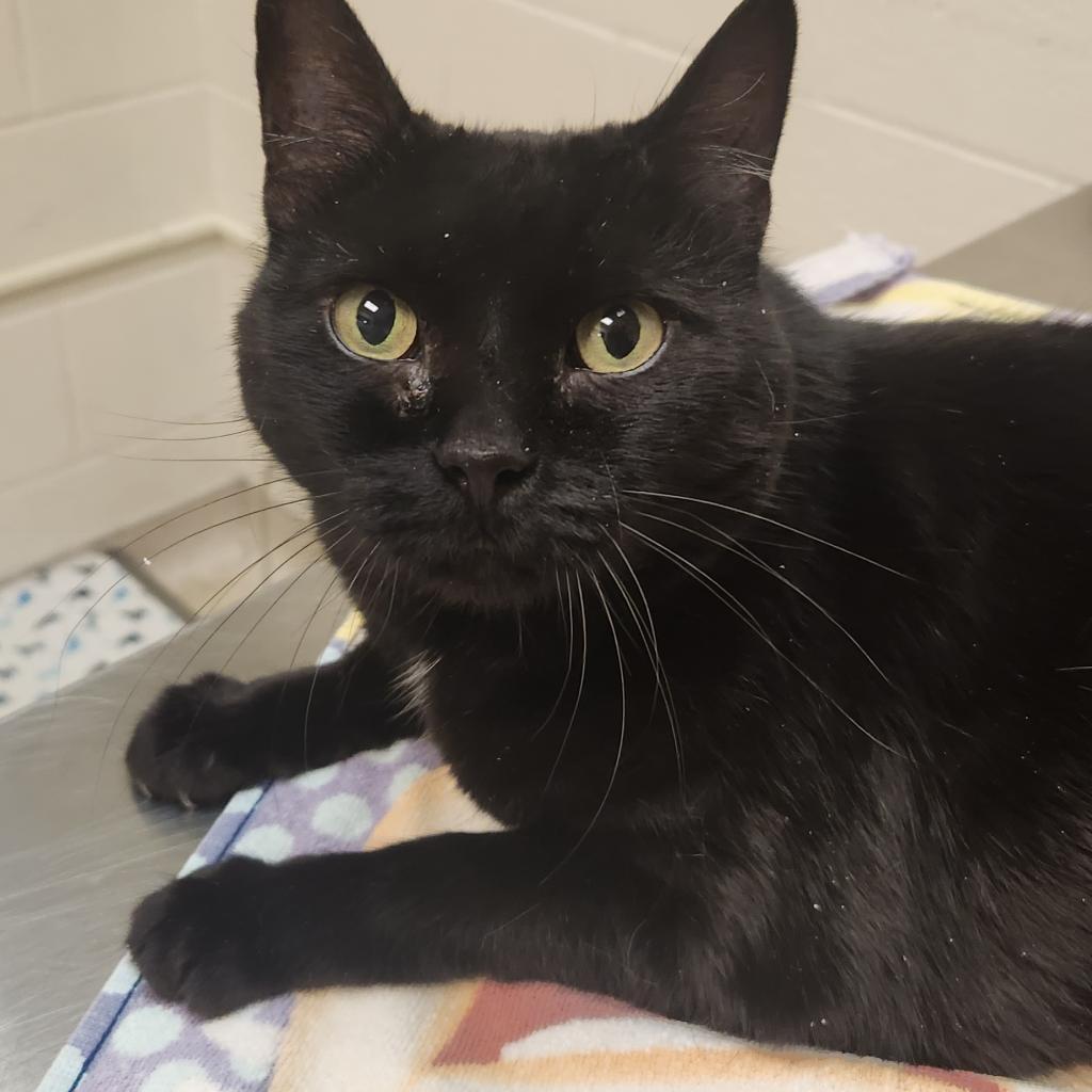 Enlarge Mavis, a Adoptable Domestic Short Hair in Murray, UT image 2/3