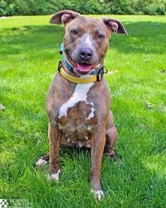 BLYTHE, Adoptable, Adult Female Pit Bull Terrier.