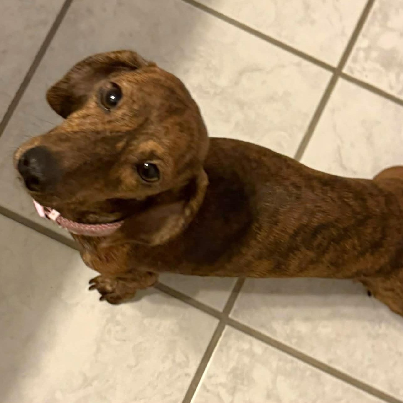 Enlarge Paisley, a Adoptable Dachshund in Omaha, NE image 3/3