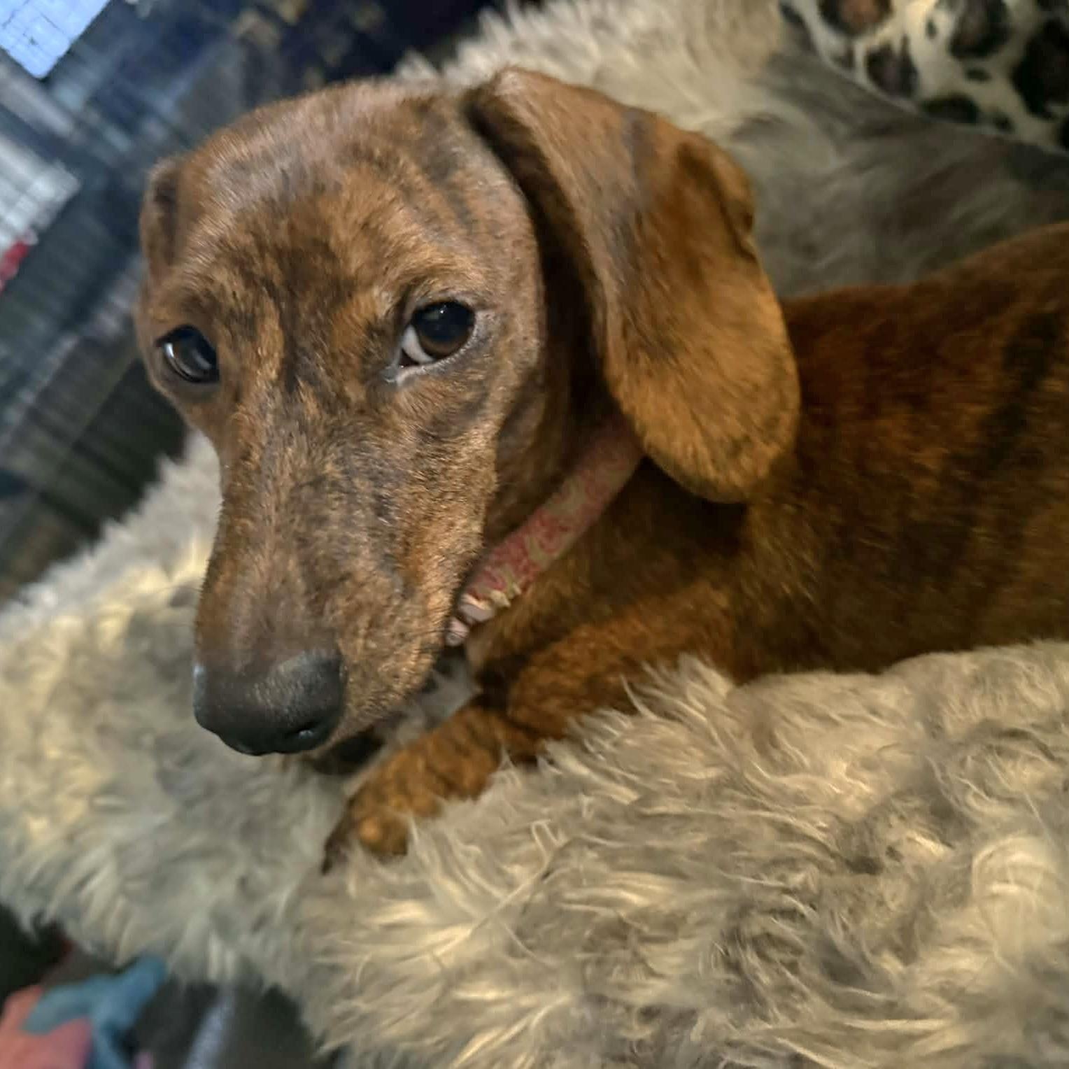 Enlarge Paisley, a Adoptable Dachshund in Omaha, NE image 2/3