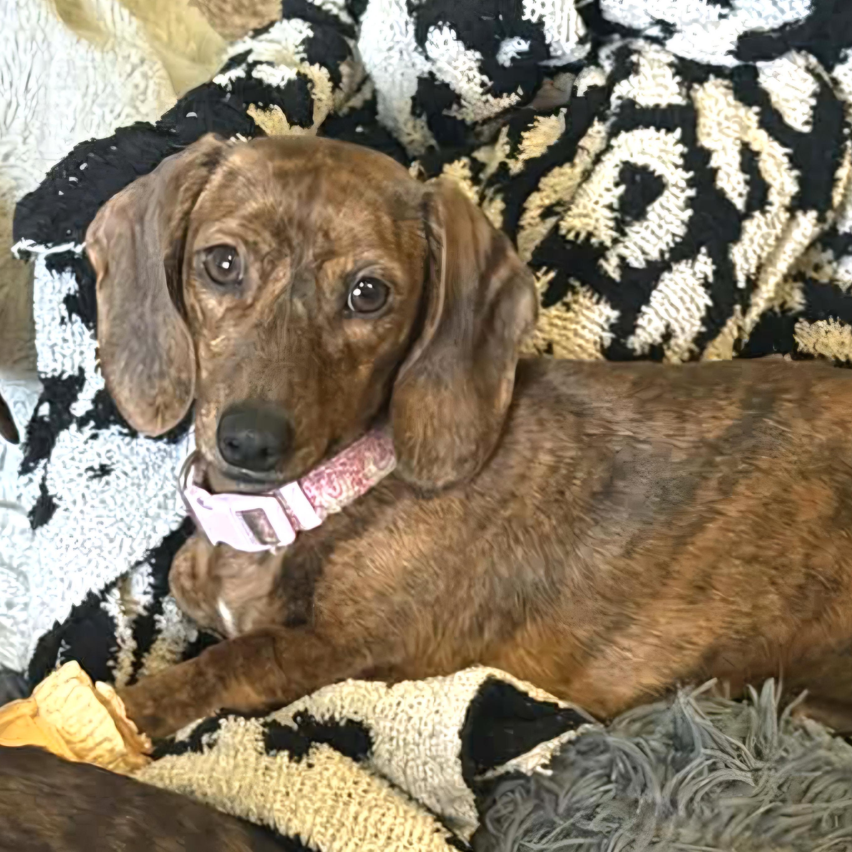 Enlarge Paisley, a Adoptable Dachshund in Omaha, NE image 1/3