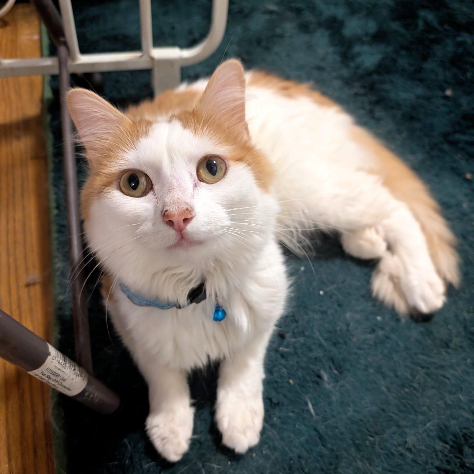 Maestro, a ADOPTABLE Domestic Long Hair in New York, NY image 5/6