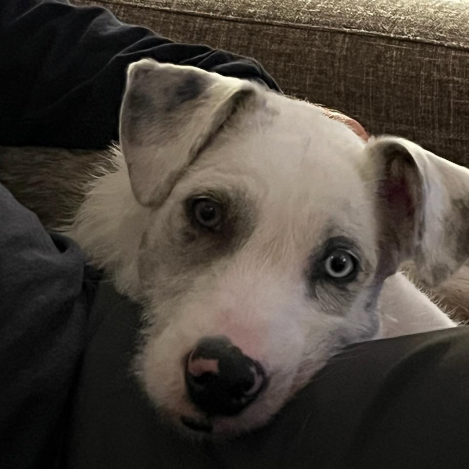 Enlarge Wynona, a ADOPTABLE mixed breed in Aspen, CO image 1/6