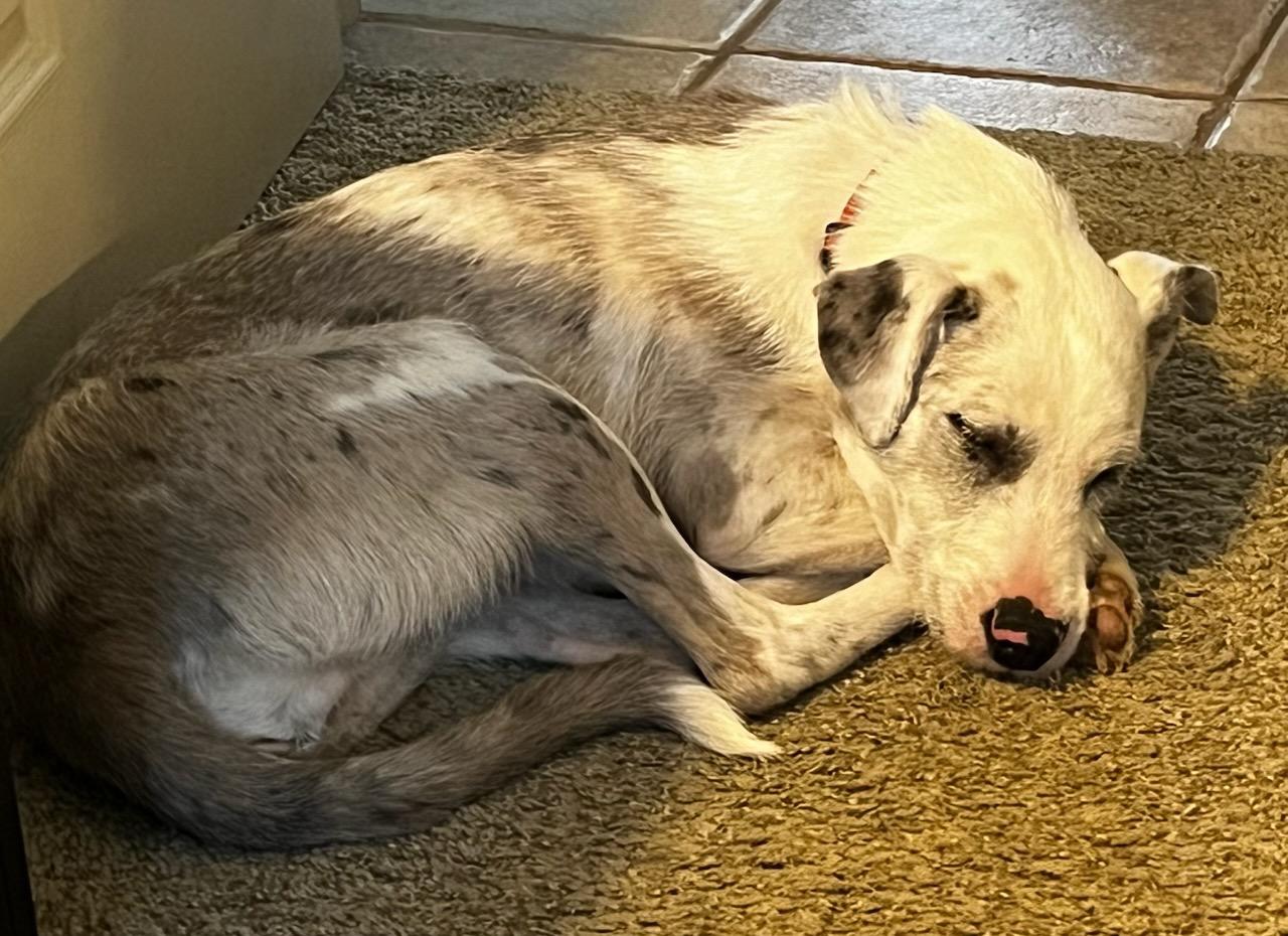 Enlarge Wynona, a ADOPTABLE mixed breed in Aspen, CO image 5/6