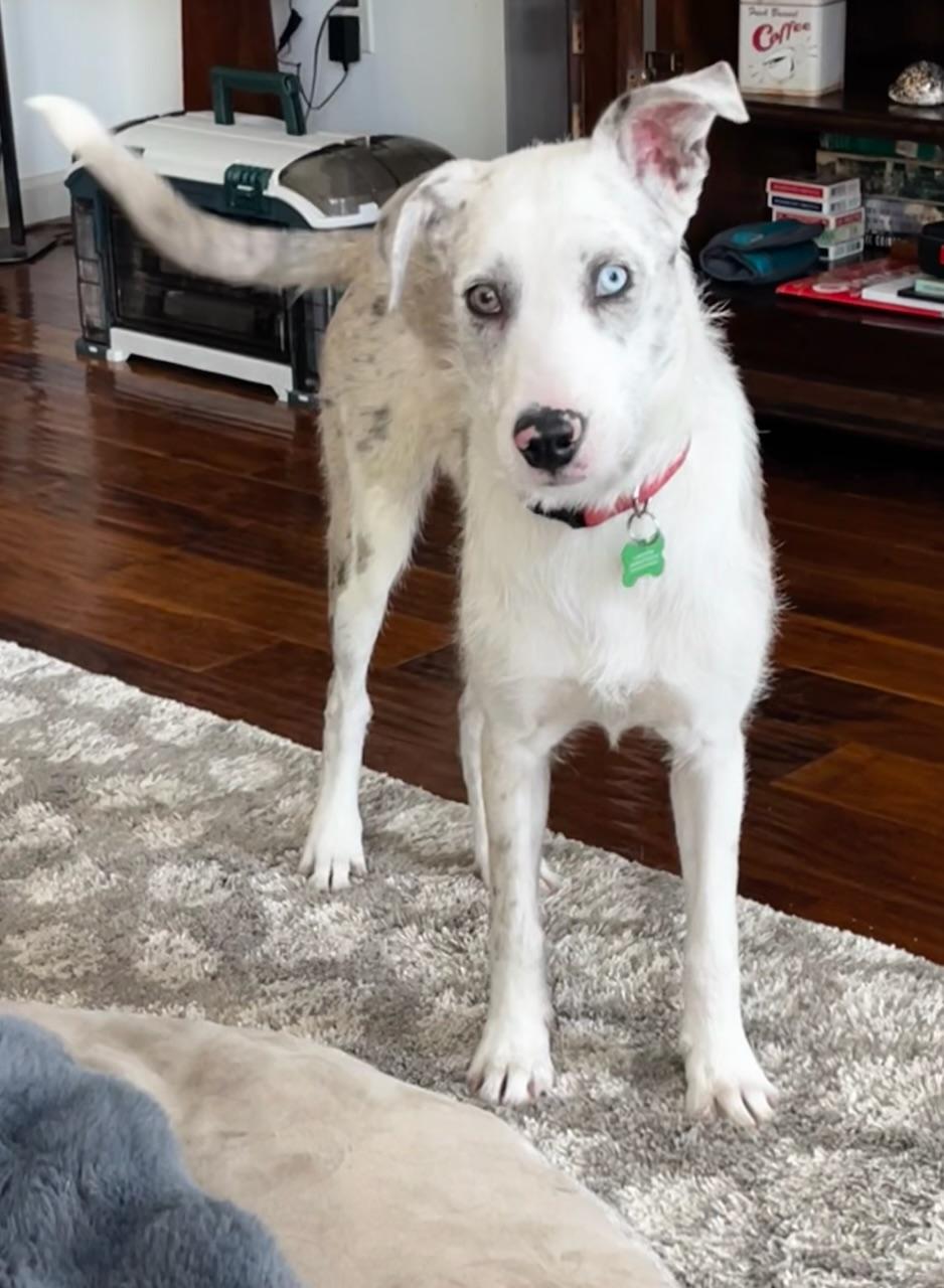 Enlarge Wynona, a ADOPTABLE mixed breed in Aspen, CO image 2/6