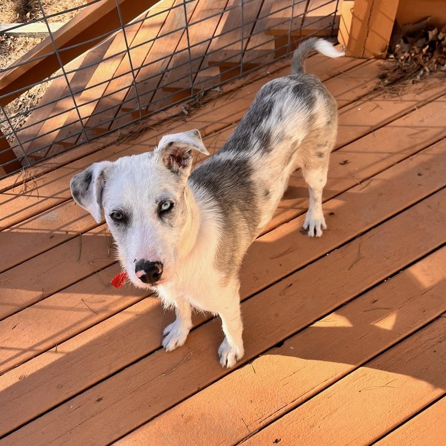 Enlarge Wynona, a ADOPTABLE mixed breed in Aspen, CO image 6/6