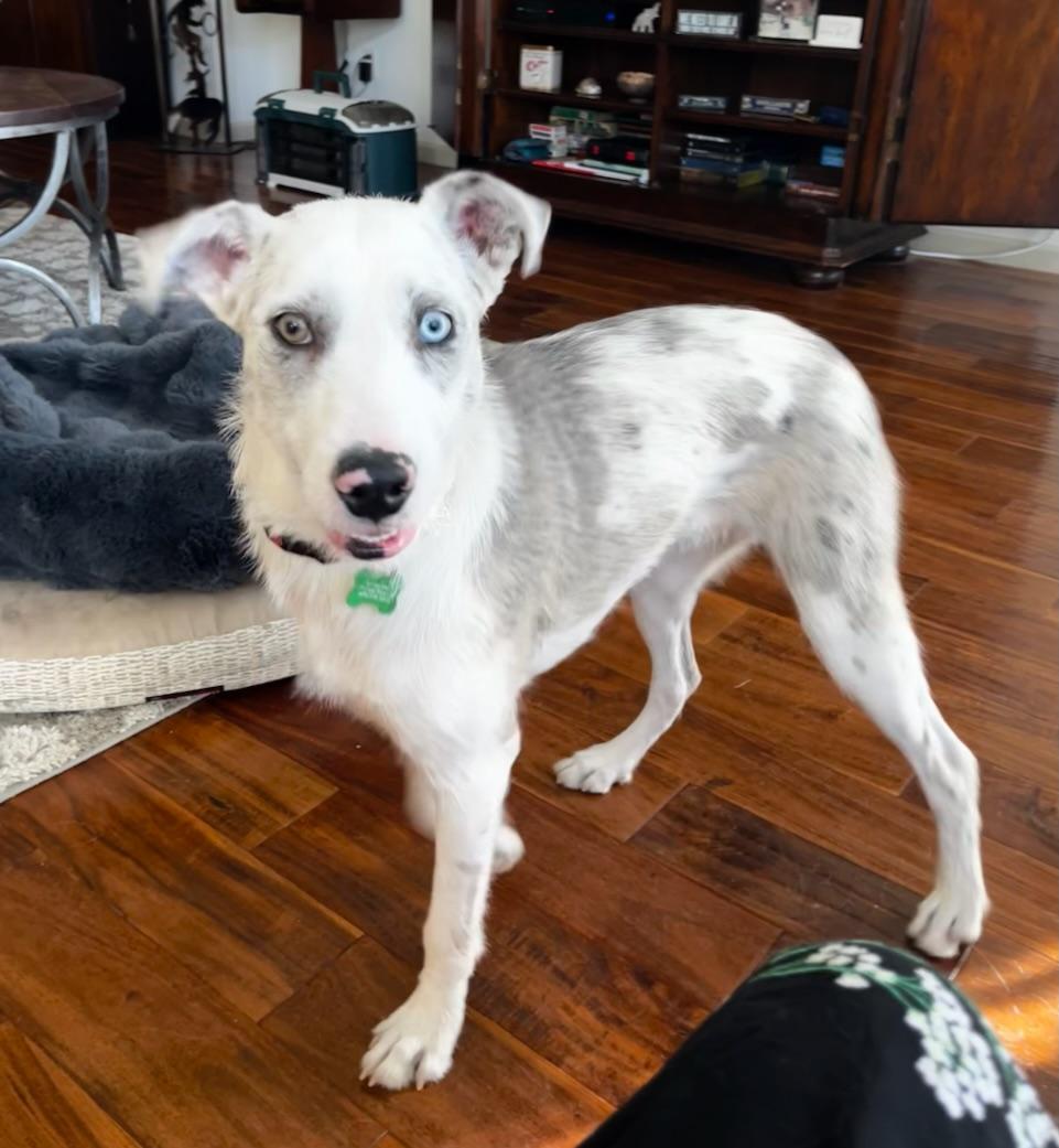 Enlarge Wynona, a ADOPTABLE mixed breed in Aspen, CO image 3/6